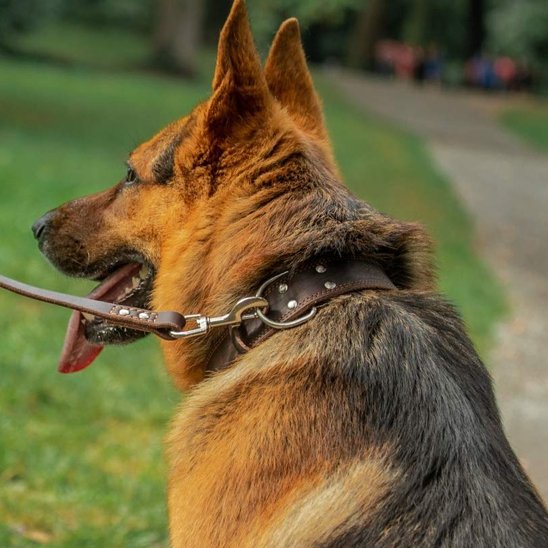 collier chien cuir durable usage quotidien