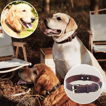 collier chien cuir élégant style classique