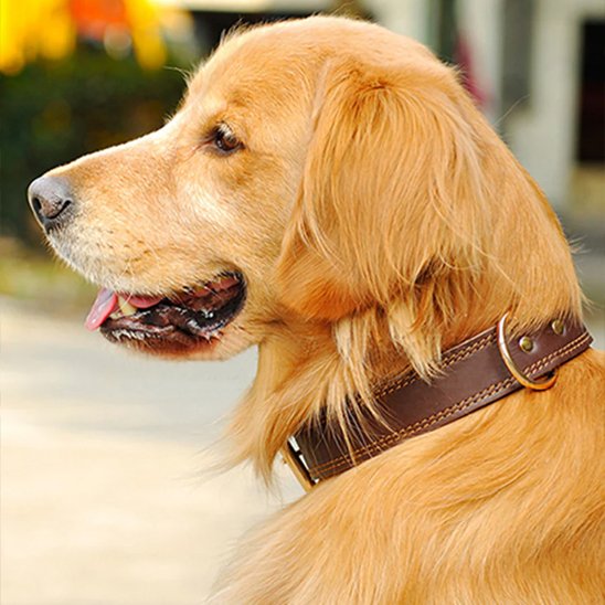 collier chien cuir haute qualité premium