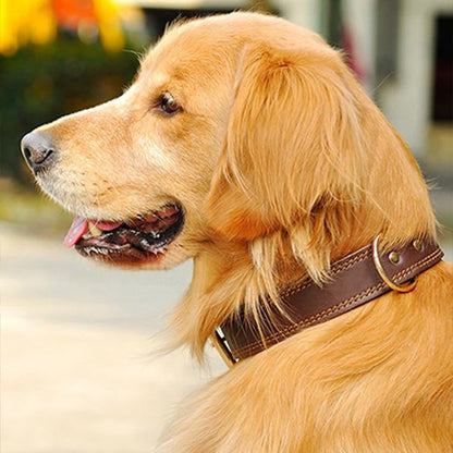 collier chien cuir haute qualité premium
