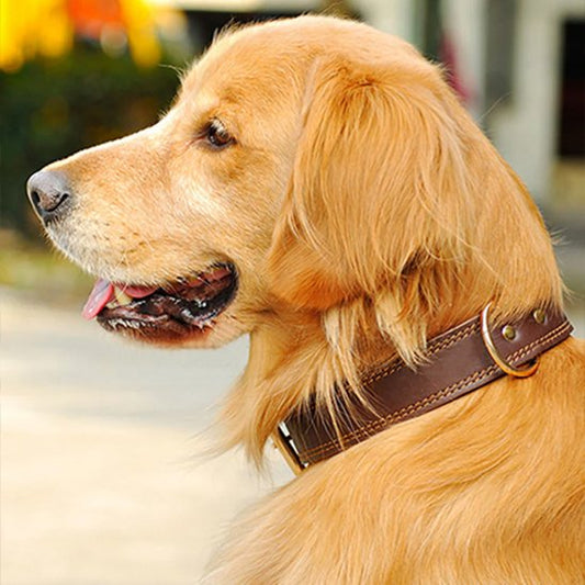 collier chien cuir haute qualité premium