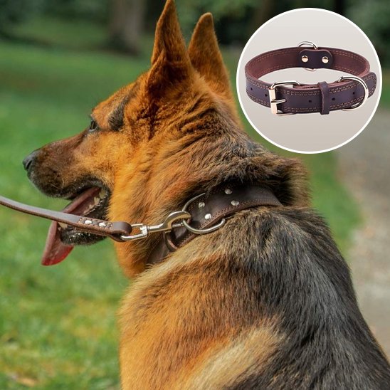 collier chien cuir luxe pour grand chien