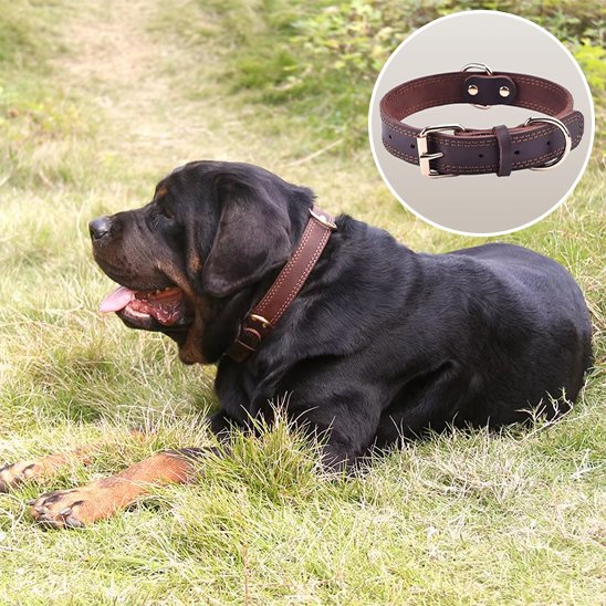 collier chien cuir résistant pour promenade