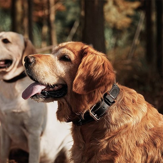 collier chien cuir sécurité confort