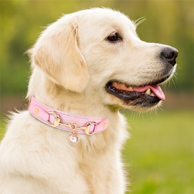 collier chien cuir style élégant