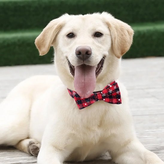 collier chien durable utilisation quotidienne