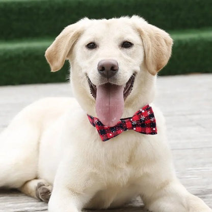 collier chien durable utilisation quotidienne