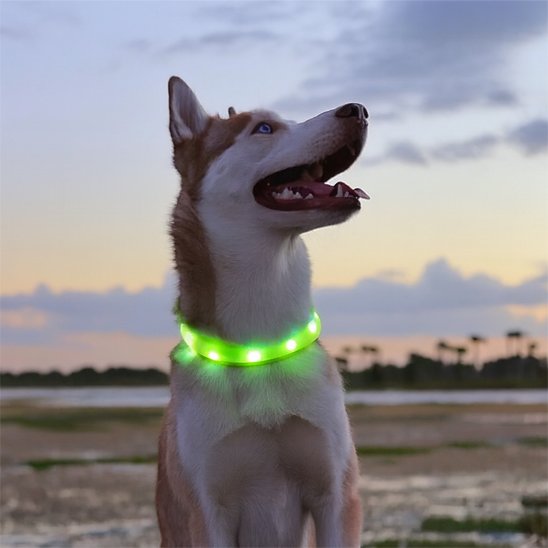 collier chien lumineux anti perte nocturne