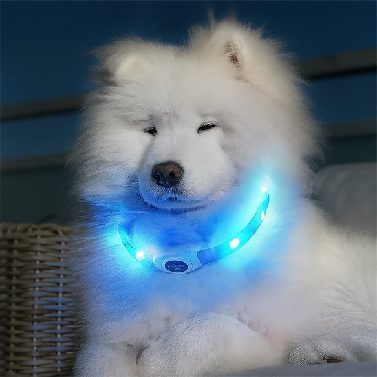 collier chien lumineux éclairage puissant