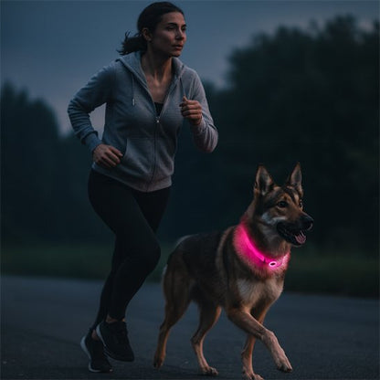 collier chien lumineux sécurité promenade nuit