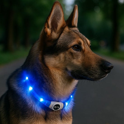 collier chien lumineux visible promenade nocturne
