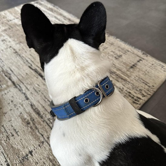 collier chien pratique fermeture ajustable