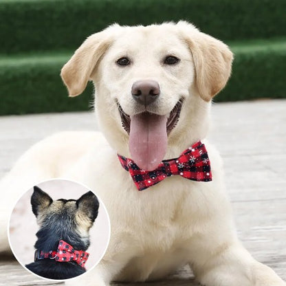 collier chien pratique fermeture solide