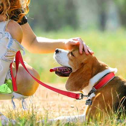 collier chien résistant balade quotidienne