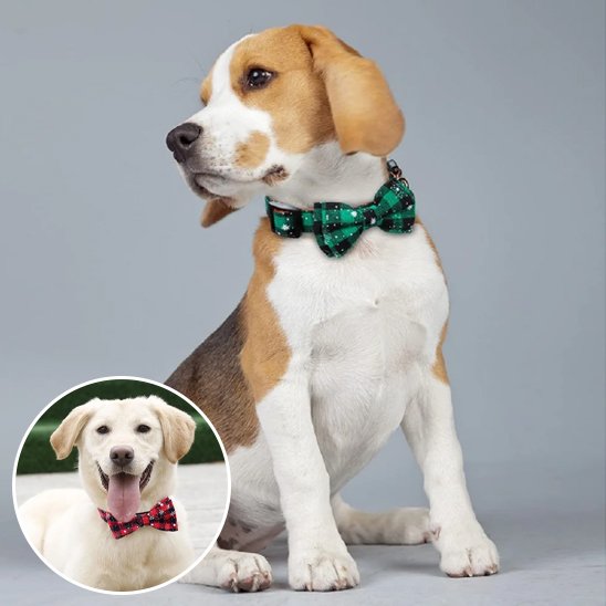collier chien résistant balade quotidienne