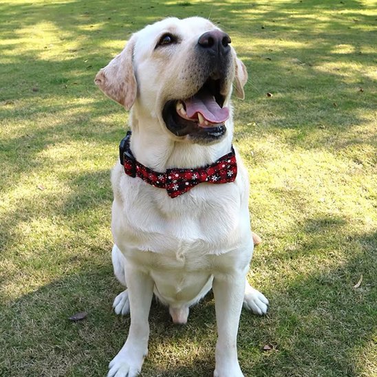 collier chien sécurité balade