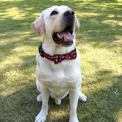 collier chien sécurité balade