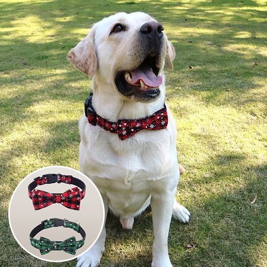 collier chien solide usage extérieur