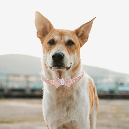 collier chien solide utilisation extérieure