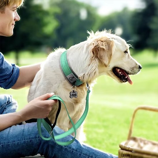 collier chien solide utilisation extérieure