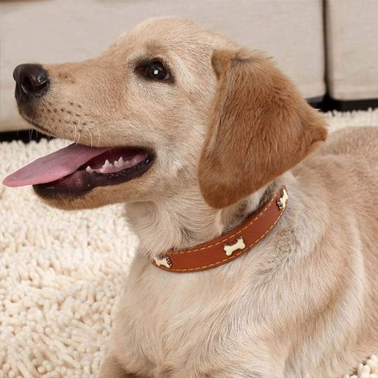collier cuir chien ajustable confort 