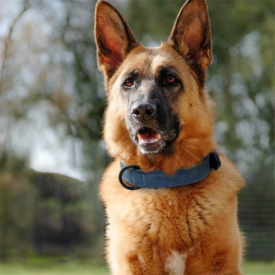 collier cuir chien ajustable haute qualité