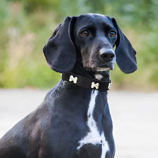 collier cuir chien confort sécurité