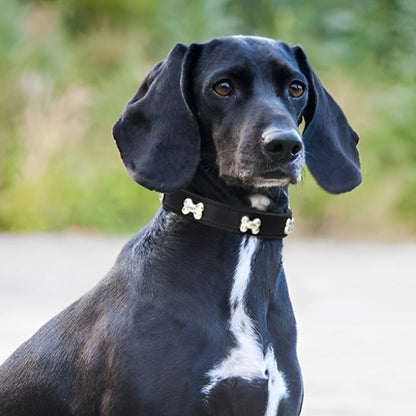 collier cuir chien confort sécurité