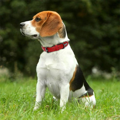collier cuir chien confortable promenade