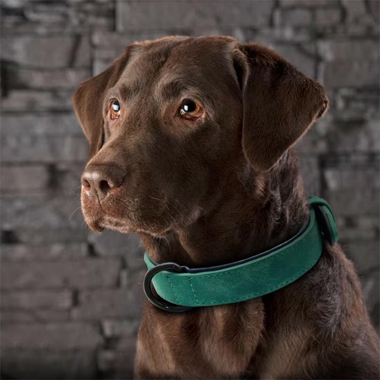 collier cuir chien élégant finition premium