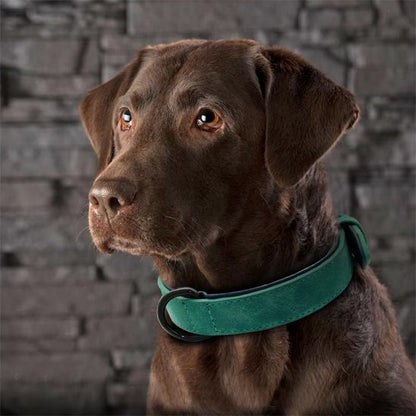 collier cuir chien élégant finition premium