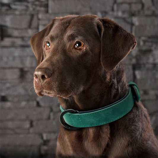 collier cuir chien élégant finition premium