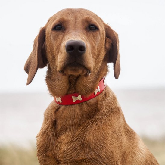collier cuir chien résistant pratique 