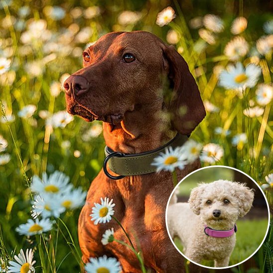 collier cuir chien sécurité confort optimal