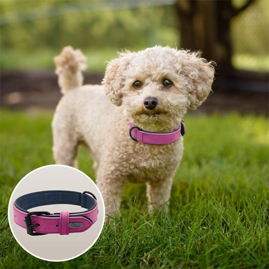 collier cuir chien solide usage quotidien