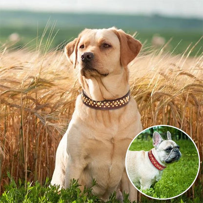 collier en cuir pour chien chic élégant