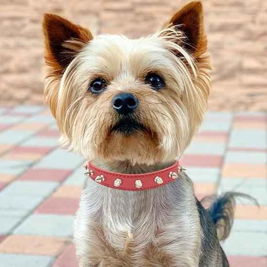 collier en cuir pour chien confort durable