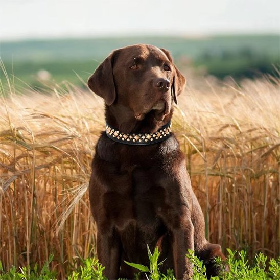 collier en cuir pour chien confortable quotidien premium