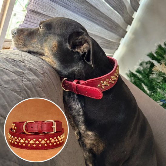 collier en cuir pour chien design raffiné solide