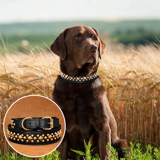 collier en cuir pour chien élégant naturel