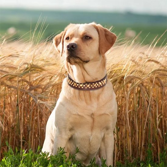 collier en cuir pour chien élégant robuste durable