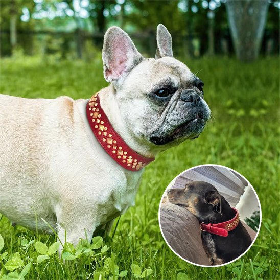 collier en cuir pour chien finition soignée premium