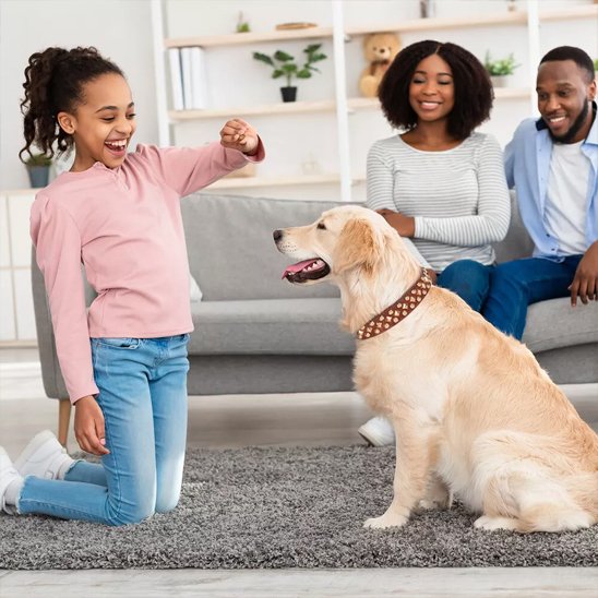 collier en cuir pour chien maintien sécurisé confortable