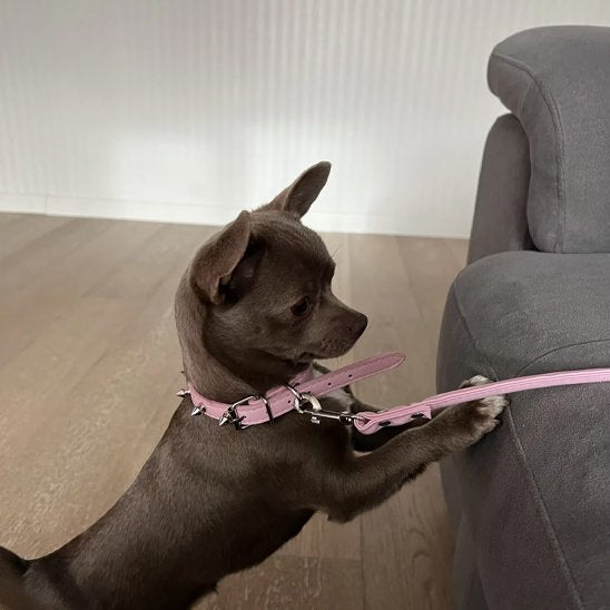 collier en cuir pour chien résistant pratique
