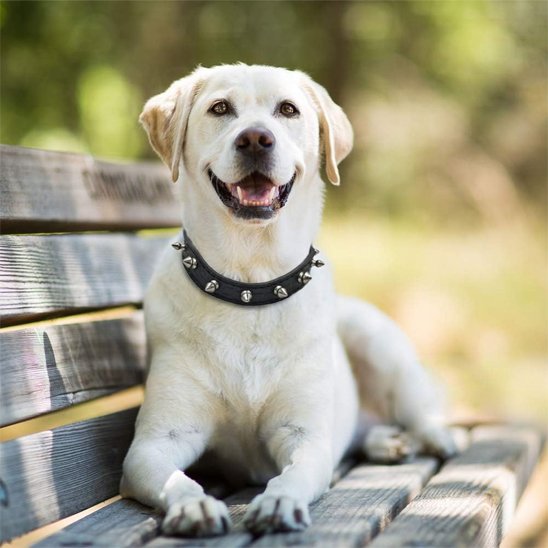 collier en cuir pour chien solide usage quotidien