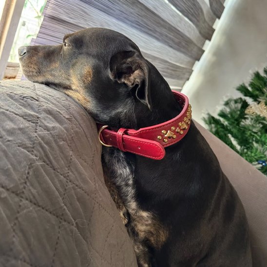 collier en cuir pour chien style classique intemporel