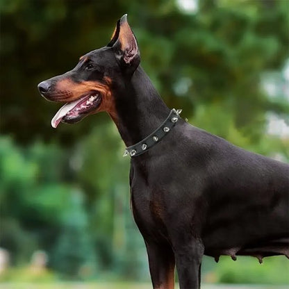 collier en cuir pour chien style classique intemporel
