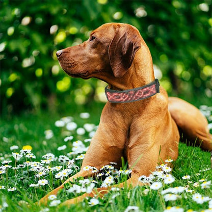 collier lumineux chien accessoire sécurité chien