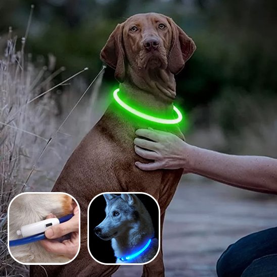 collier lumineux chien anti perte nuit