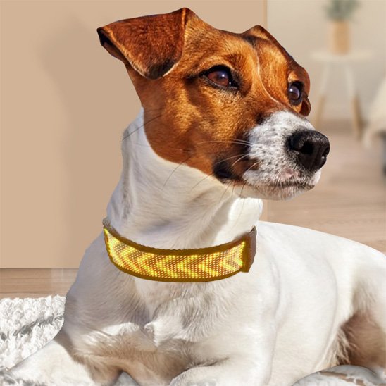 collier lumineux chien éclairage puissant led